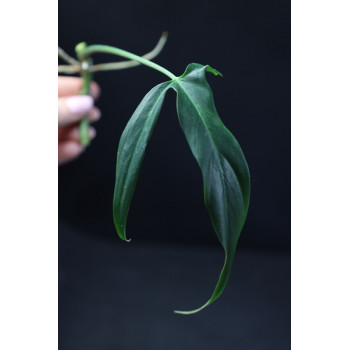 Philodendron holtonianum internet store