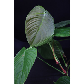 Philodendron tenue sklep internetowy