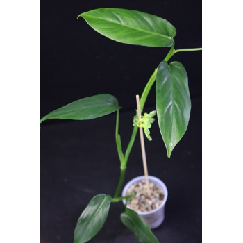 Philodendron oxapapense internet store