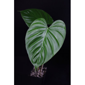 Philodendron lynamii internet store