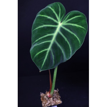 Philodendron luxurians internet store