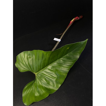 Philodendron pseudoverrucosum internet store