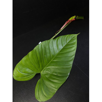 Philodendron pseudoverrucosum sklep internetowy
