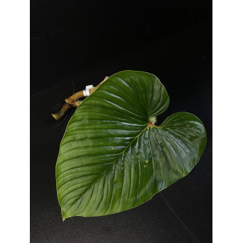 Philodendron serpens internet store