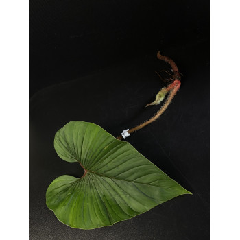 Philodendron squamicaule sklep internetowy
